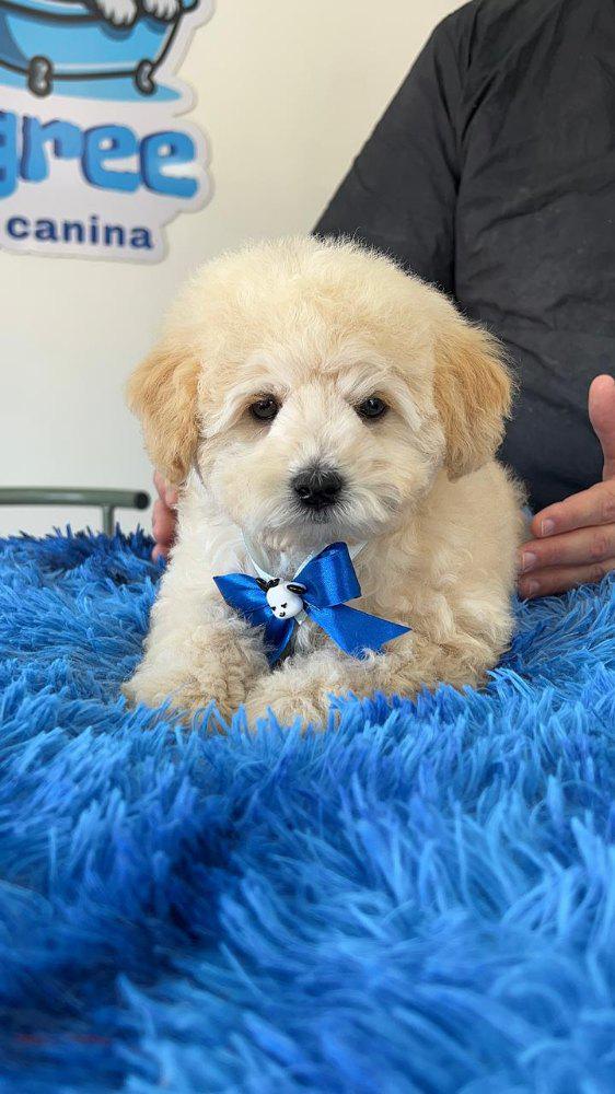 Imagen numero 1 del servicio 🐾 Mi Primer Spa – Cachorritos de 3 a 6 meses
