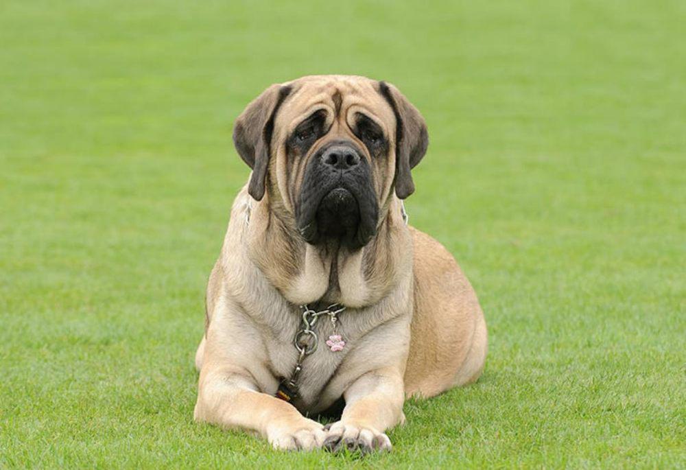 Imagen numero 2 del servicio Grandes y XL - "Para perros de mas 20kg"