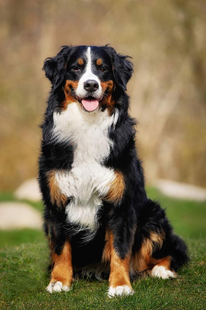 Imagen numero 3 del servicio Grandes y XL - "Para perros de mas 20kg"