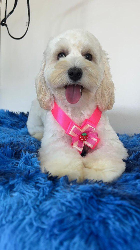 Imagen numero 2 del servicio 🐾 Mi Primer Spa – Cachorritos de 3 a 6 meses