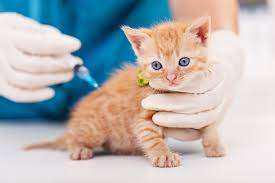 Imagen numero 1 del servicio Vacunas en Felinos