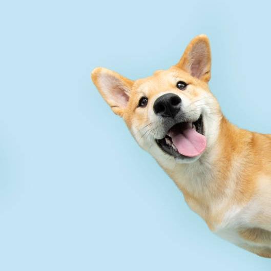 Imagen numero 1 del servicio Vacuna KC (Tos de las perreras)