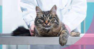 Imagen numero 1 del servicio Vacuna Triple Felina