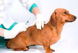Imagen numero 1 del servicio Vacuna Puppy DP