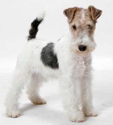 Imagen numero 1 del servicio Fox terrier Pelo duro