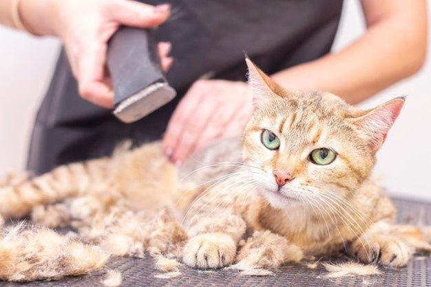 Imagen numero 3 del servicio Spa felino