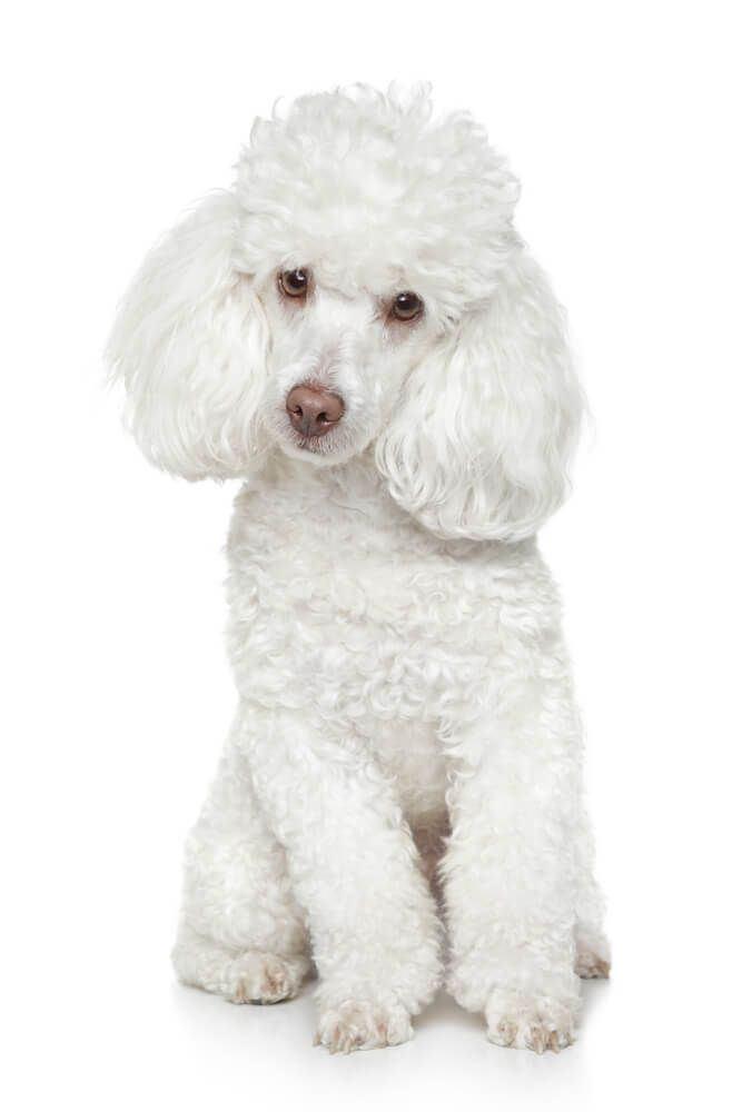 Imagen numero 1 del servicio Peluqueria Canina Poodle