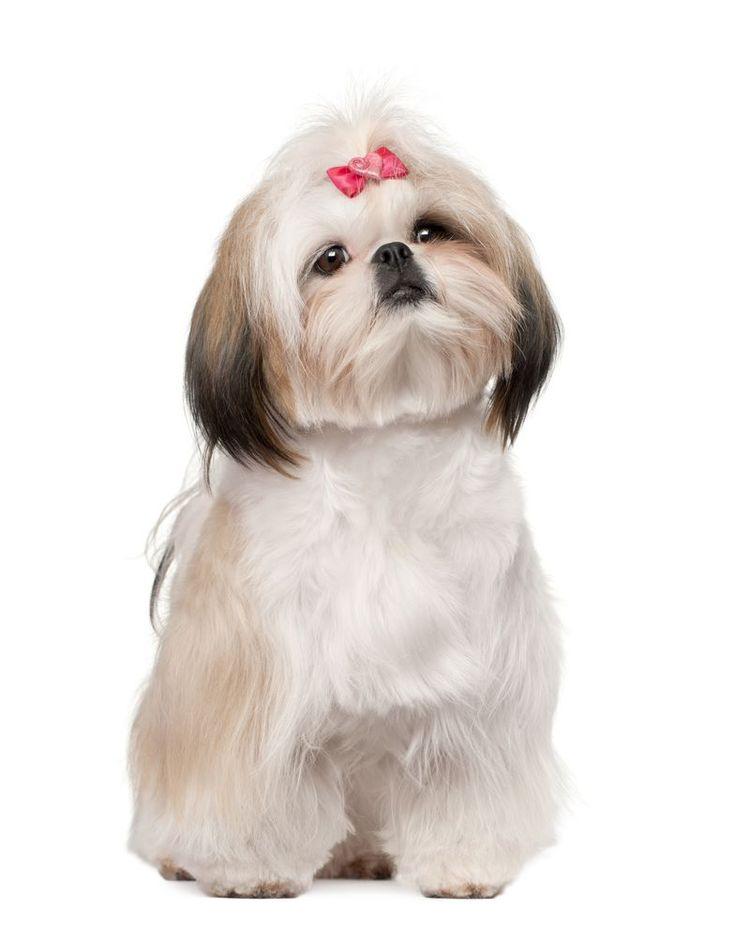 Imagen numero 1 del servicio Peluquería Canina Shih Tzu