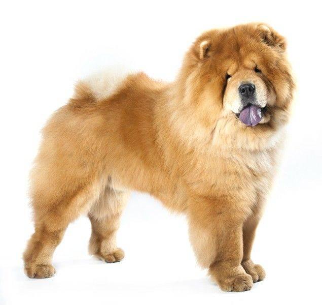 Imagen numero 1 del servicio Peluqueria Canina Raza Chow Chow