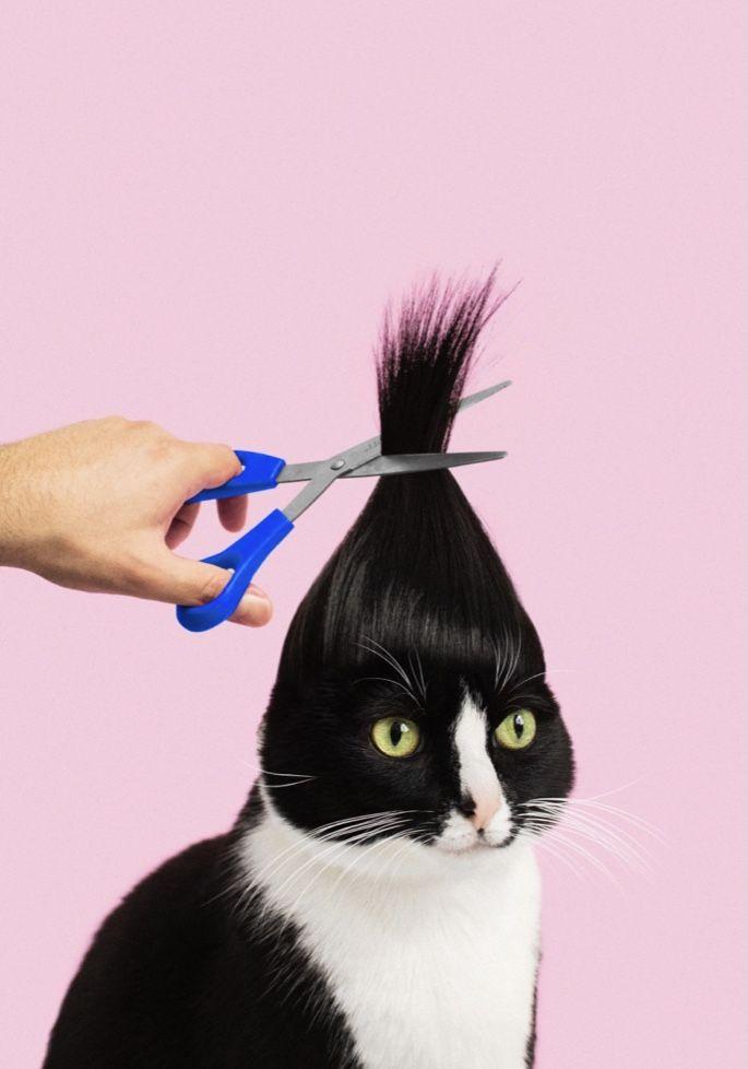 Imagen numero 1 del servicio Spa felino