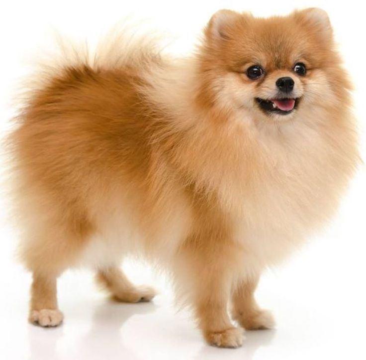 Imagen numero 2 del servicio Peluquería Canina Pomerania