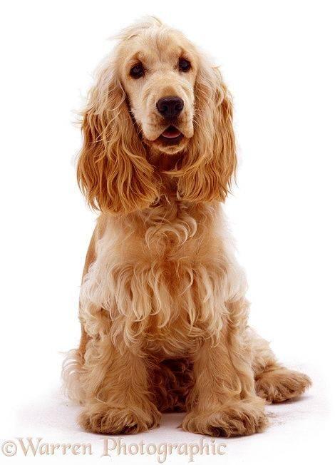 Imagen numero 2 del servicio Peluqueria Canina Cocker Spaniel americano