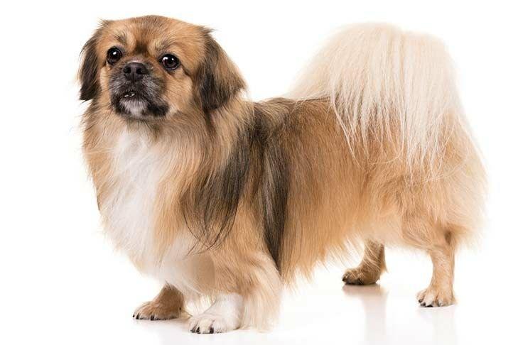 Imagen numero 2 del servicio Peluquería Canina Pequinés