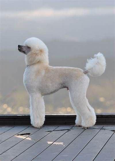 Imagen numero 3 del servicio Peluqueria Canina Poodle