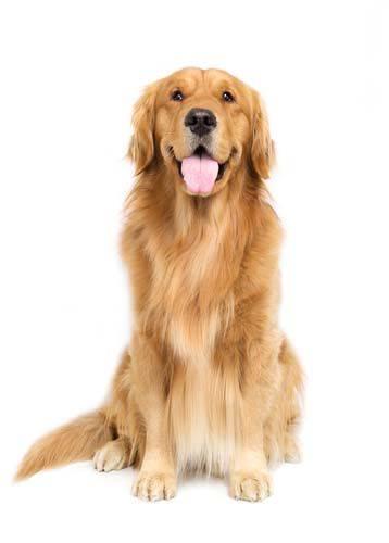 Imagen numero 1 del servicio Peluquería Canina Golden Retriever