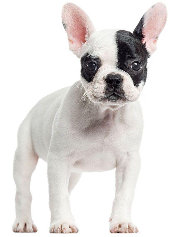 Imagen numero 1 del servicio Peluquería Canina Bulldog Frances