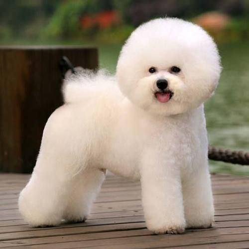 Imagen numero 2 del servicio Peluquería Canina Bichón frisé