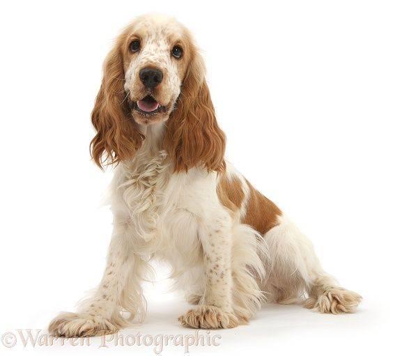 Imagen numero 1 del servicio Peluqueria Canina Cocker Spaniel americano