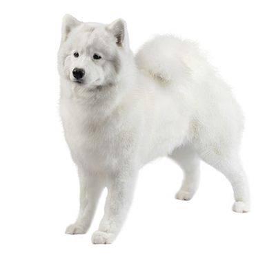 Imagen numero 2 del servicio Peluquería Canina Samoyedo