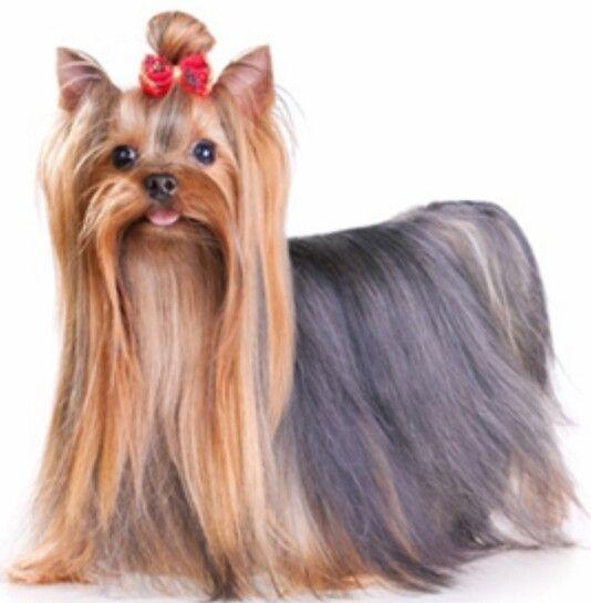Imagen numero 1 del servicio Peluquería Canina Yorkshire terrier