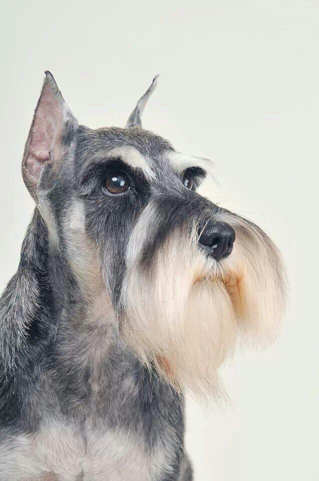 Imagen numero 1 del servicio Peluquería Canina Schnauzer