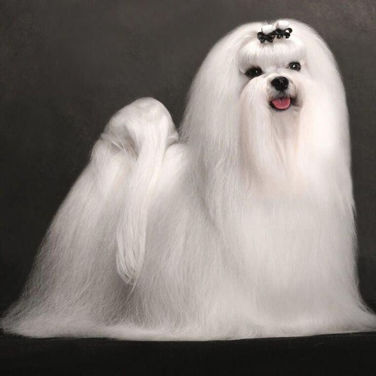 Imagen numero 1 del servicio Peluqueria Canina Bichon maltes