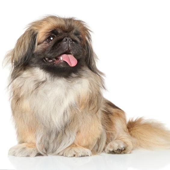 Imagen numero 3 del servicio Peluquería Canina Pequinés
