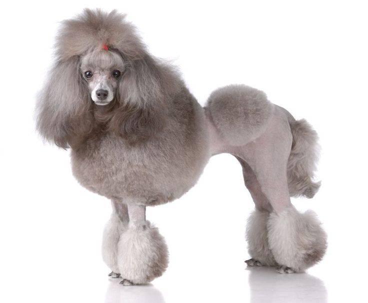 Imagen numero 2 del servicio Peluqueria Canina Poodle