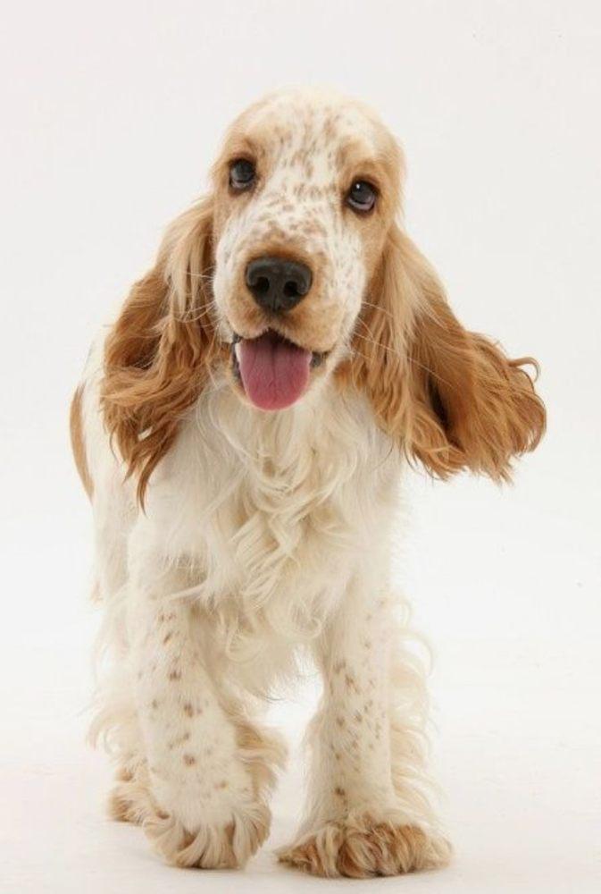 Imagen numero 3 del servicio Peluqueria Canina Cocker Spaniel americano