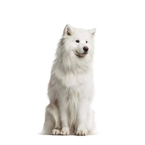 Imagen numero 1 del servicio Peluquería Canina Samoyedo