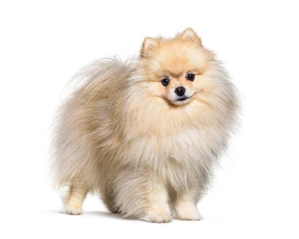 Imagen numero 1 del servicio Peluquería Canina Pomerania