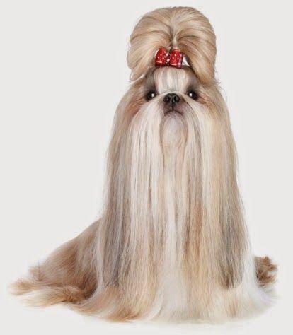 Imagen numero 2 del servicio Peluquería Canina Shih Tzu