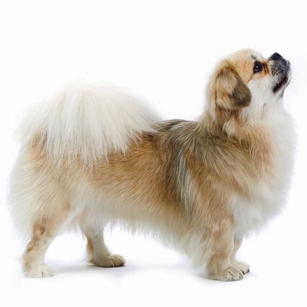 Imagen numero 2 del servicio Peluquería Canina Spaniel Tibetano