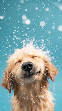 Imagen numero 2 del servicio 💈🐕Peluquería canina razas y mestizajes pelo largo