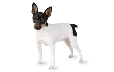 Imagen numero 1 del servicio Peluquería canina Fox terrier chileno