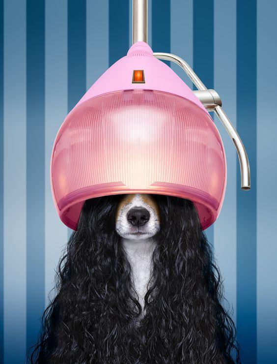 Imagen numero 1 del servicio 💈🐕Peluquería canina razas y mestizajes pelo largo