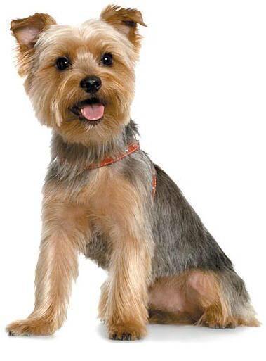 Imagen numero 2 del servicio Peluquería Canina Yorkshire terrier