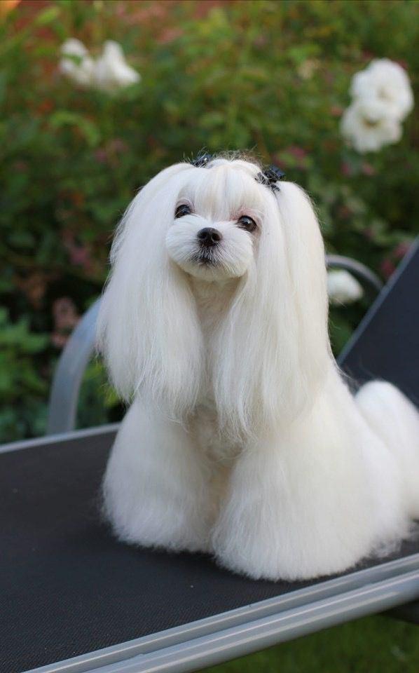 Imagen numero 2 del servicio Peluqueria Canina Bichon maltes