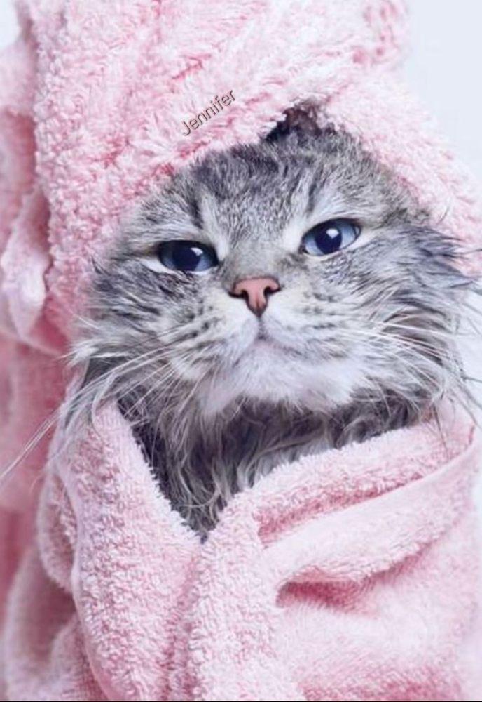 Imagen numero 2 del servicio Spa felino