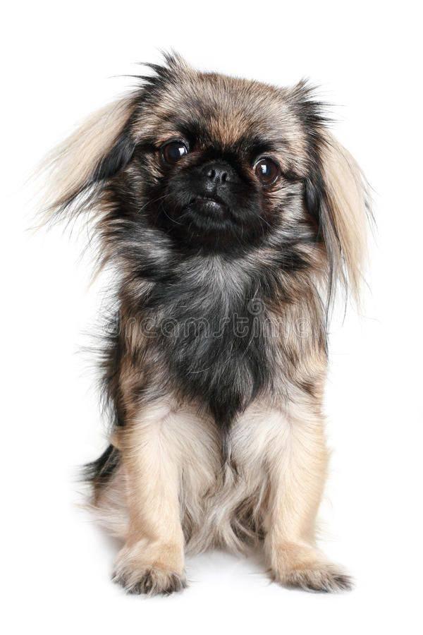 Imagen numero 1 del servicio Peluquería Canina Pequinés
