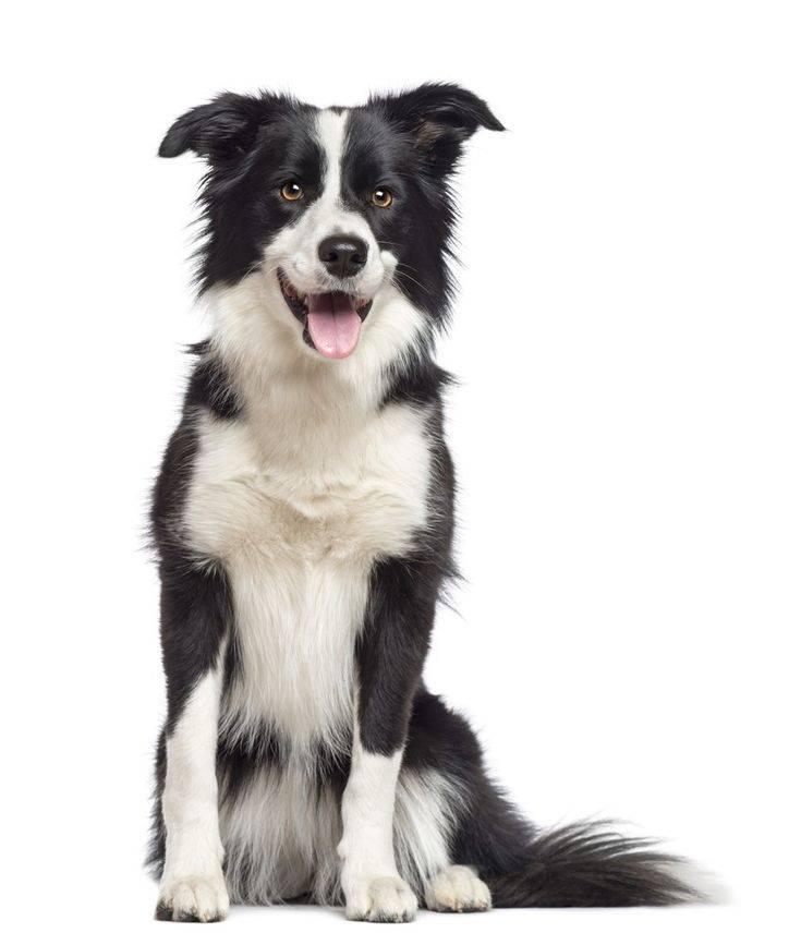 Imagen numero 2 del servicio Peluquería canina Border Collie
