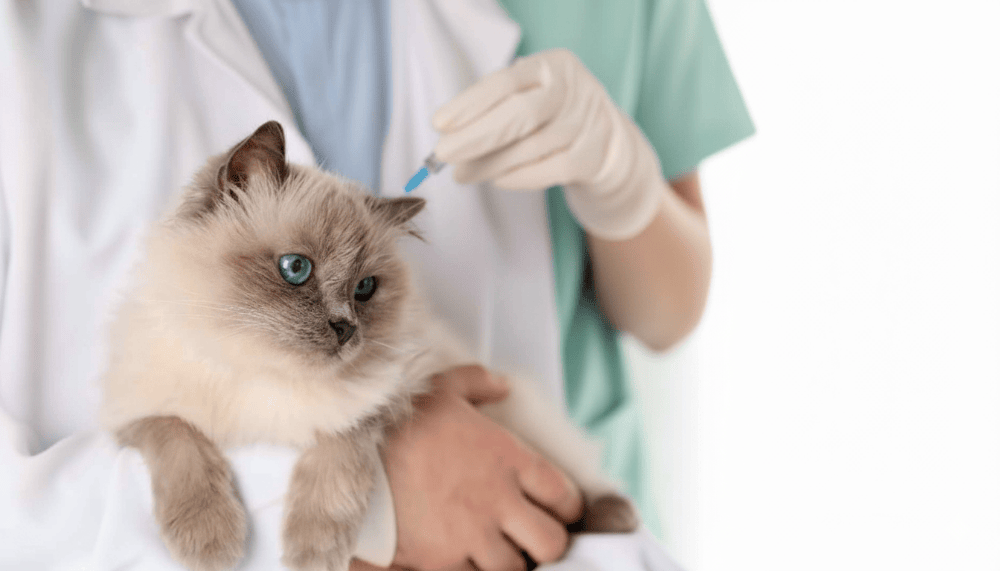 Imagen numero 1 del servicio Pack Vacunas para Cachorros y Gatitos