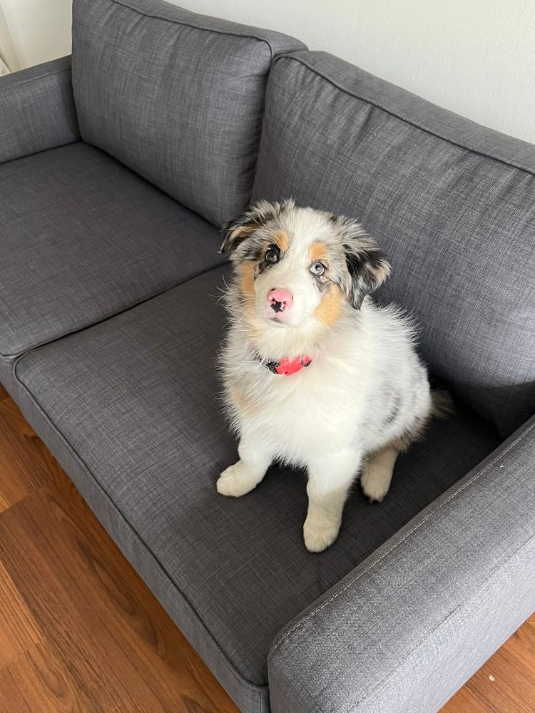 Imagen numero 3 del servicio Plan 2 Mascotas Vacunas