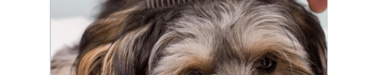 Banner de la store Reino Animalia