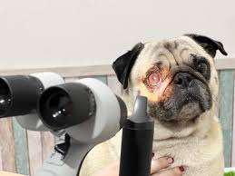 Imagen numero 1 del servicio oftalmologia veterinaria maipu