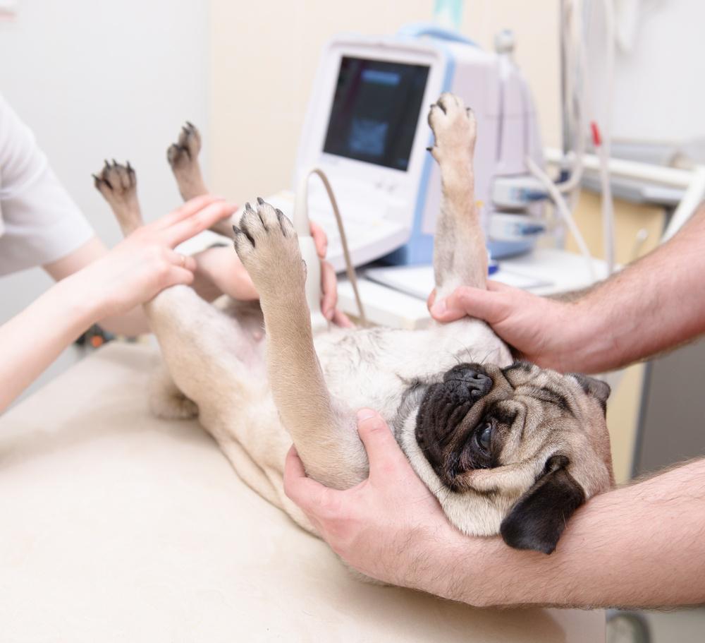 Imagen numero 1 del servicio Ecografía Veterinaria para Mascotas en Santiago
