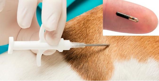 Imagen numero 1 del servicio IMPLANTACION MICROCHIP